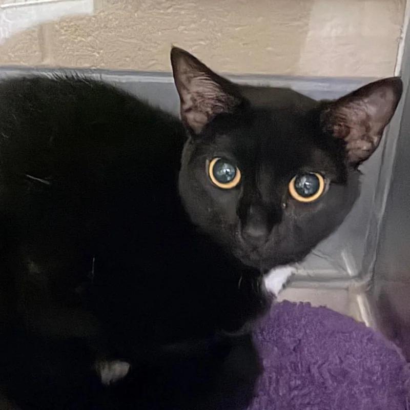 A young medium-sized female Black Domestic Short Hair cat named Beyonce for adoption in Concord, NC