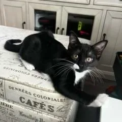 A baby medium-sized male Black & White / Tuxedo Domestic Short Hair cat named Oreo & Tuna for adoption in San Jose, CA