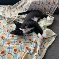 Oreo & Tuna  thumbnail 2