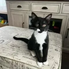 Oreo & Tuna  thumbnail 3