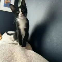 Oreo & Tuna  thumbnail 4