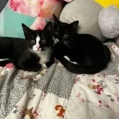 Oreo & Tuna  thumbnail 5