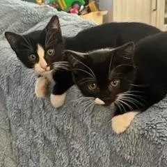 Oreo & Tuna  thumbnail 6