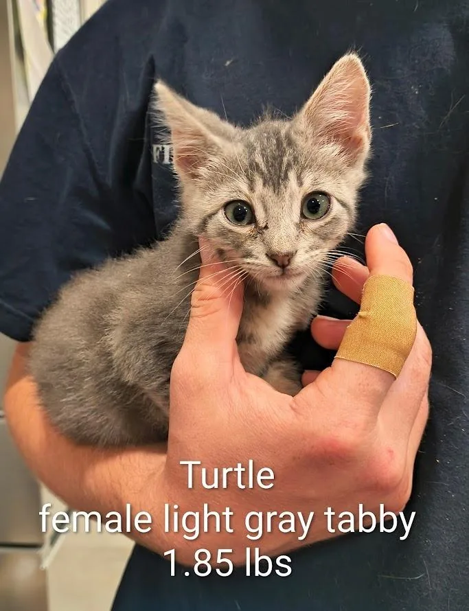 Turtle