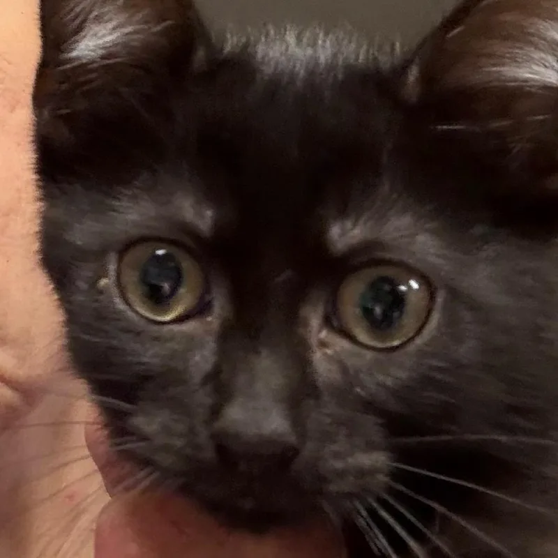 A baby small-sized female Black Domestic Short Hair cat named Mimi for adoption in HERNANDO, MS
