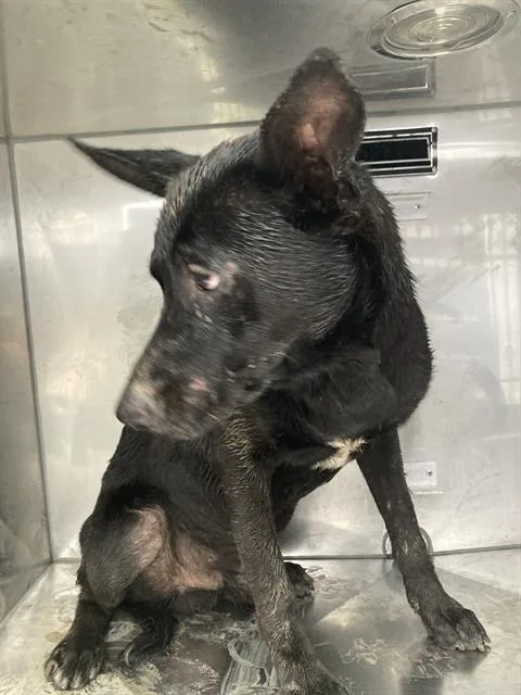 A young medium-sized male Mixed Breed dog named Beppe for adoption in Dallas, TX