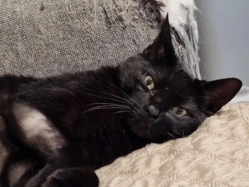 A young medium-sized male Domestic Short Hair cat named Juice for adoption in Camden, SC