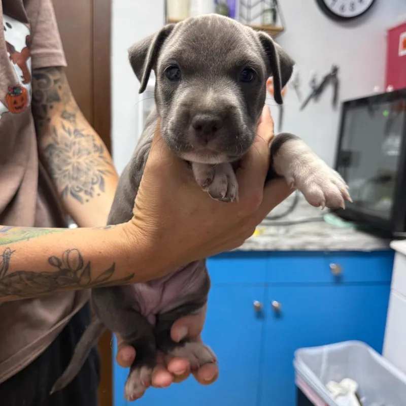 A baby small-sized female Mixed Breed dog named Jasmine for adoption in Wahiawa, HI