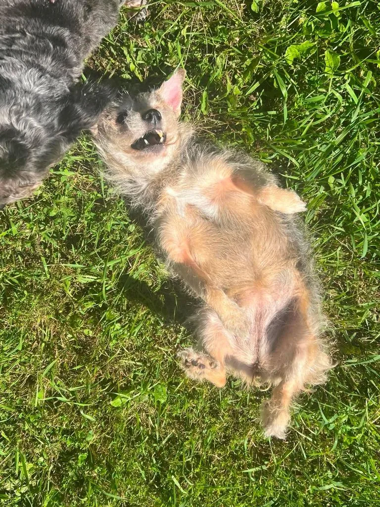 An adult small-sized female Jack Russell Terrier dog named Annie for adoption in Ogdensburg, NY