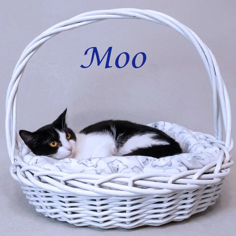 Moo C
