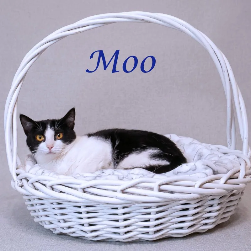 Moo C thumbnail 2