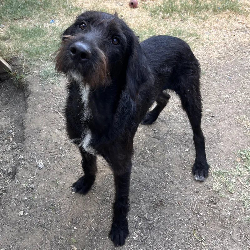 A young medium-sized male Standard Schnauzer dog named Ron for adoption in The Colony, TX