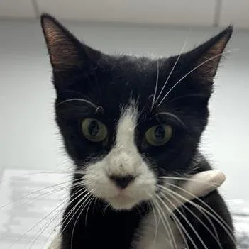 An adult medium-sized female Domestic Short Hair cat named Mgan . for adoption in Jacksonville, FL