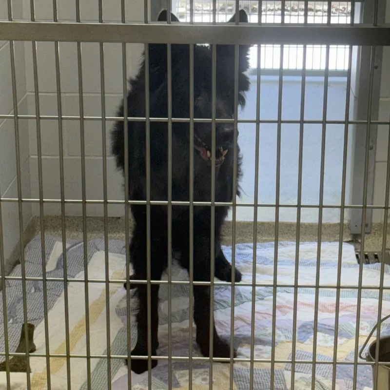 An adult large-sized female Black German Shepherd Dog dog named Ladybug for adoption in Gloucester, VA