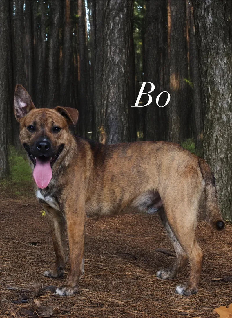 Bo