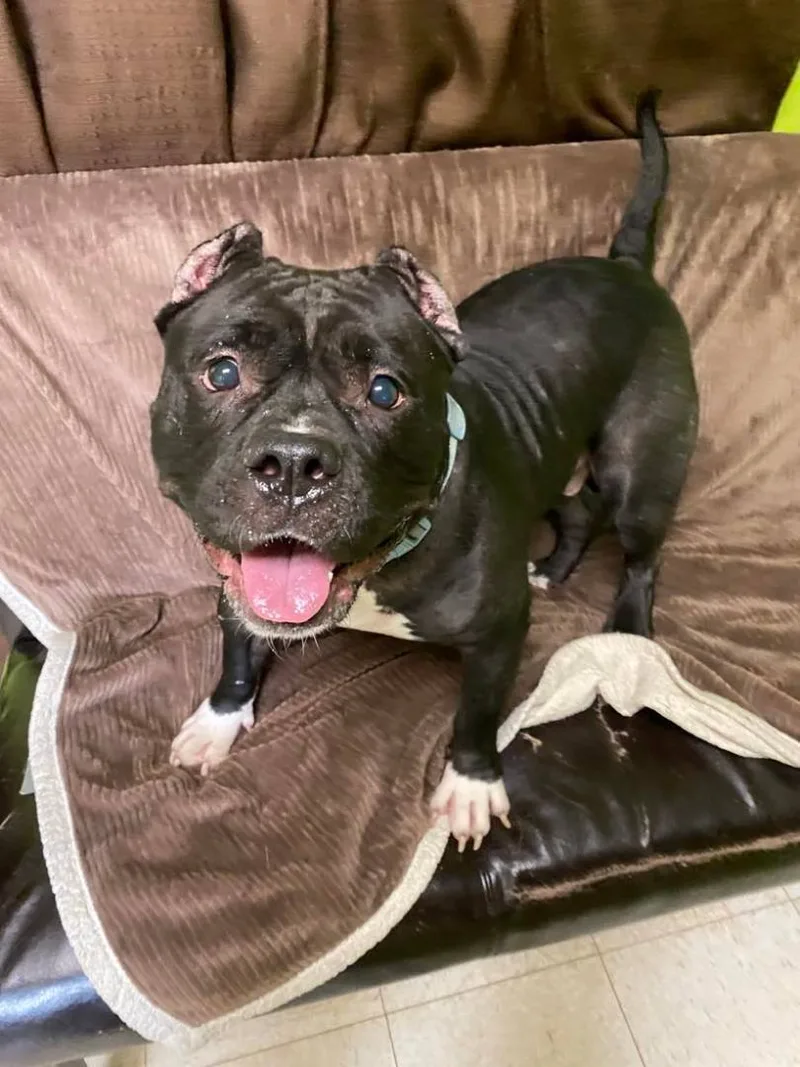 Chanel Aka 'big Momma'