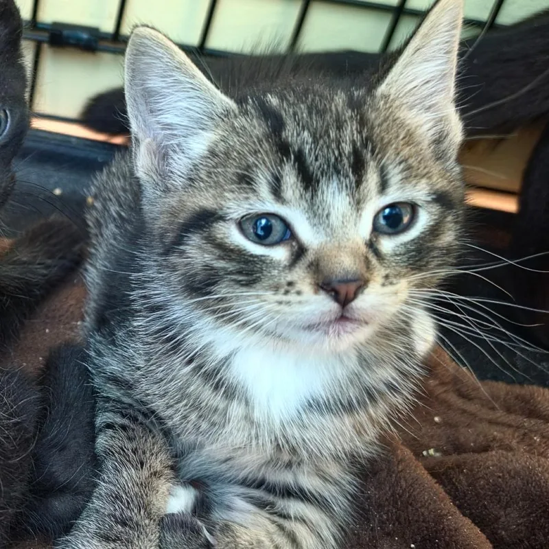 A baby small-sized male Brown / Chocolate Domestic Short Hair cat named Kobe for adoption in Melrose, FL