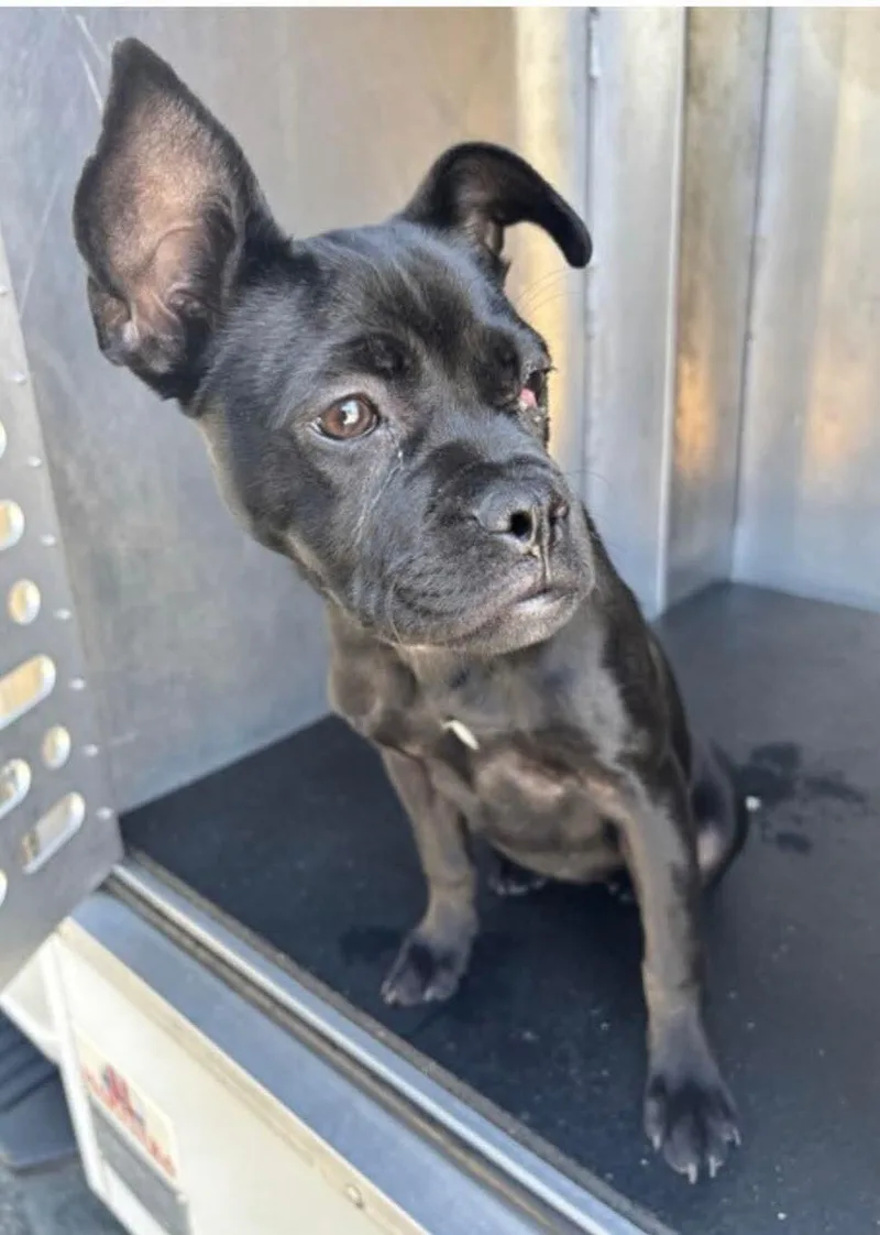 A baby small-sized female Boston Terrier dog named Moxy for adoption in Windsor, CO