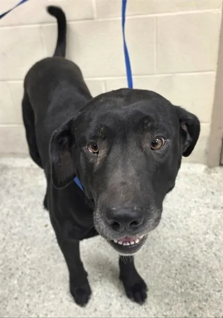 An adult large-sized male Labrador Retriever dog named Buddy for adoption in Conroe, TX