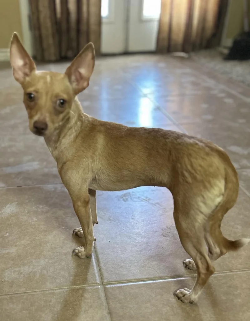 A young small-sized female Chihuahua dog named Alondra for adoption in Morganville, NJ