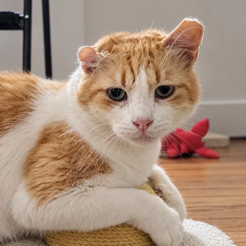 A senior large-sized male Domestic Short Hair cat named Austin Powers for adoption in Boerne, TX