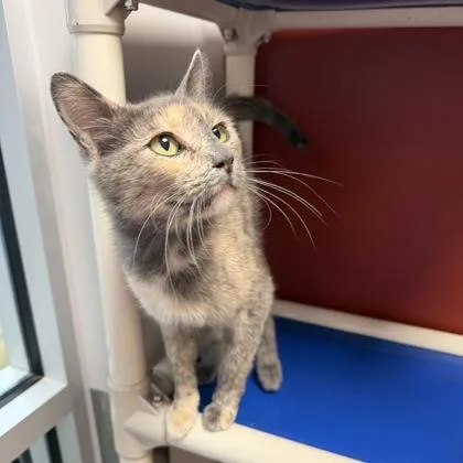 A young medium-sized female Domestic Medium Hair cat named Tango for adoption in Janesville, WI