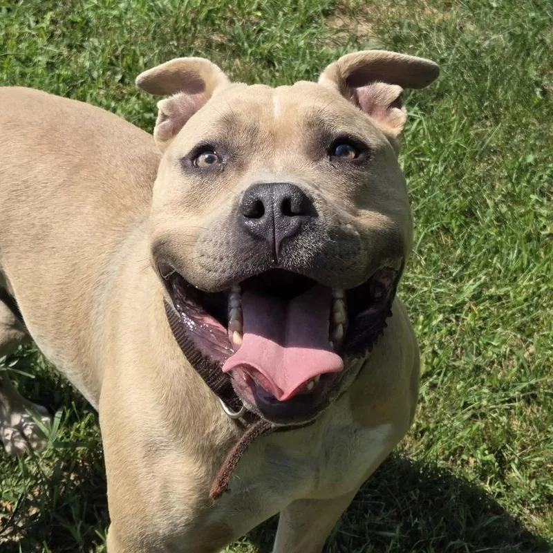 An adult large-sized male Apricot / Beige American Bully dog named Bowser for adoption in Park Rapids, MN