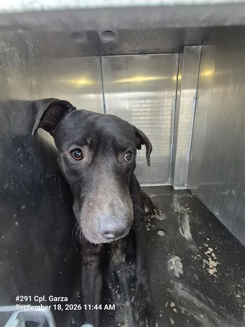 A young medium-sized male American Staffordshire Terrier dog named Cacahuate for adoption in San Antonio, TX