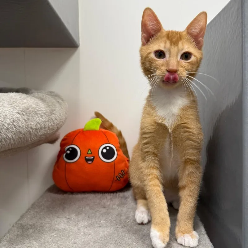 A baby small-sized male Domestic Short Hair cat named Redondo for adoption in Woodstock, GA