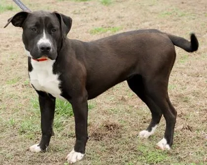 An adult large-sized female Mixed Breed dog named Diana for adoption in West Chester, PA