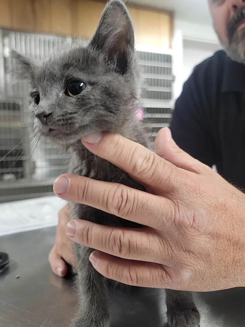 A young medium-sized male Gray / Blue / Silver Domestic Short Hair cat named Kevin for adoption in Salem, OH