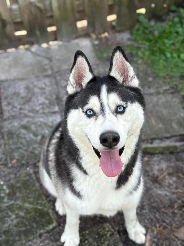 Titan  Sol thumbnail 3