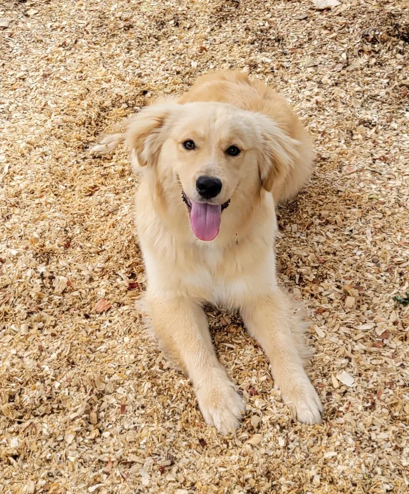 A baby medium-sized male Golden Retriever dog named Bronson for adoption in Granbury, TX