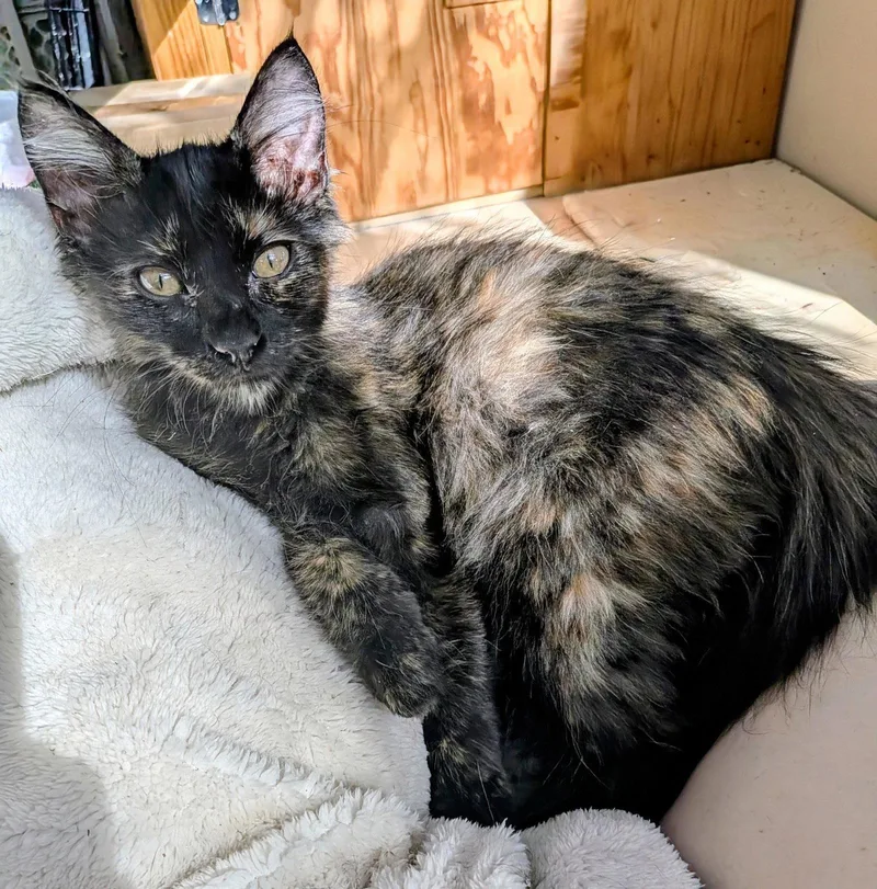 A baby medium-sized female Tortoiseshell cat named Naboo for adoption in MONTGOMERY, TX