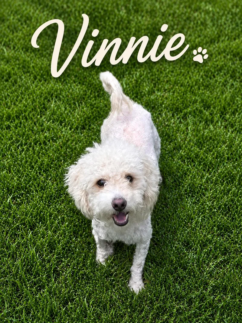 Vinnie