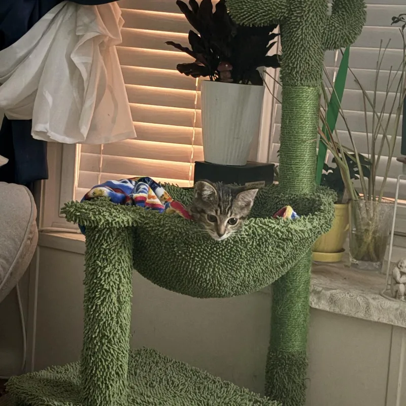 A baby medium-sized male Tabby (Brown / Chocolate) Domestic Short Hair cat named Billi Holiday for adoption in Lauderhill, FL