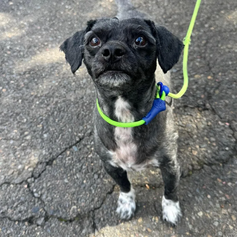 A young small-sized male Miniature Poodle dog named Indigo for adoption in Newberg, OR