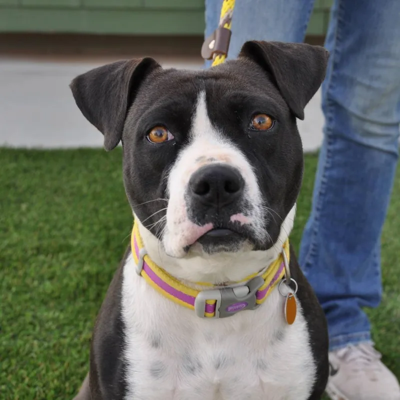 An adult medium-sized female Gray / Blue / Silver Mixed Breed dog named Molly for adoption in Prescott, AZ