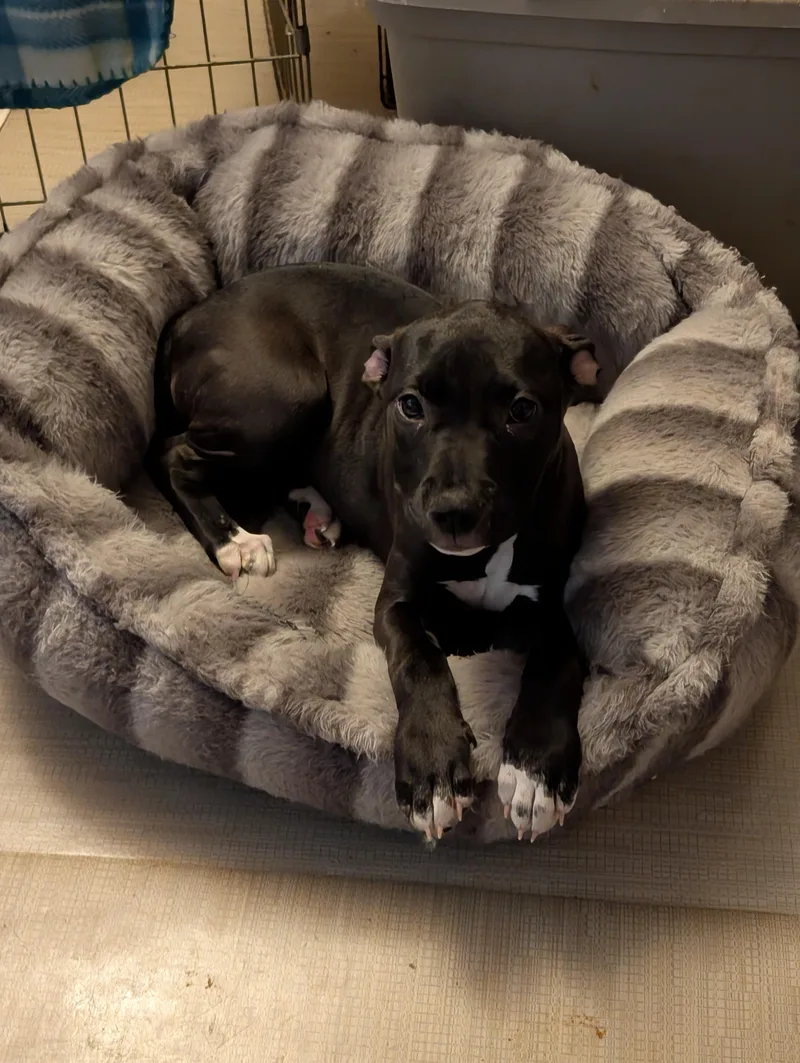 A baby medium-sized female Black Pit Bull Terrier dog named Miss Beans for adoption in Browns Mills, NJ