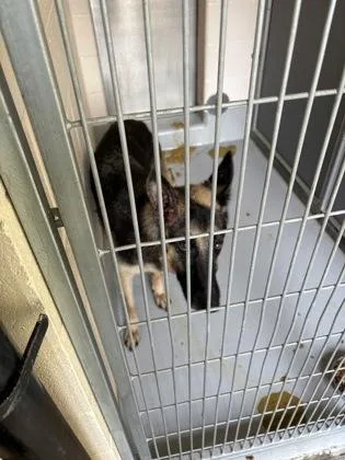 An adult large-sized male German Shepherd Dog dog named Jack for adoption in Cumming, GA