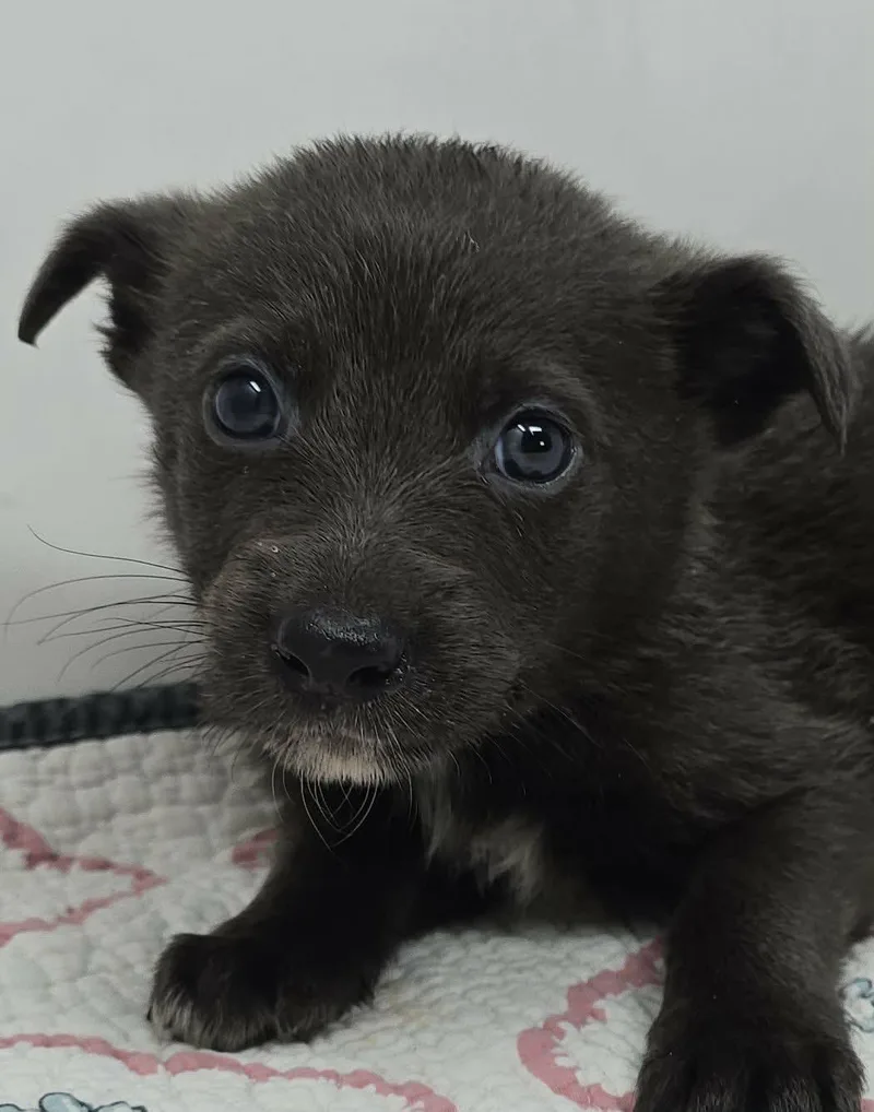 Gato Del Sol thumbnail 2