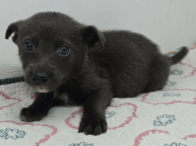 Gato Del Sol thumbnail 3