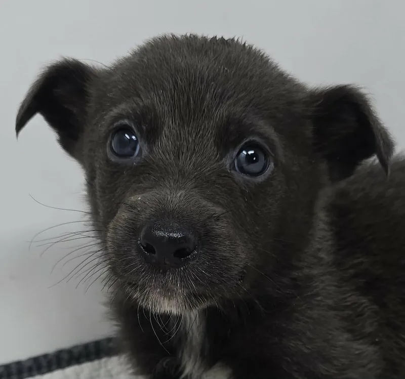 Gato Del Sol thumbnail 4