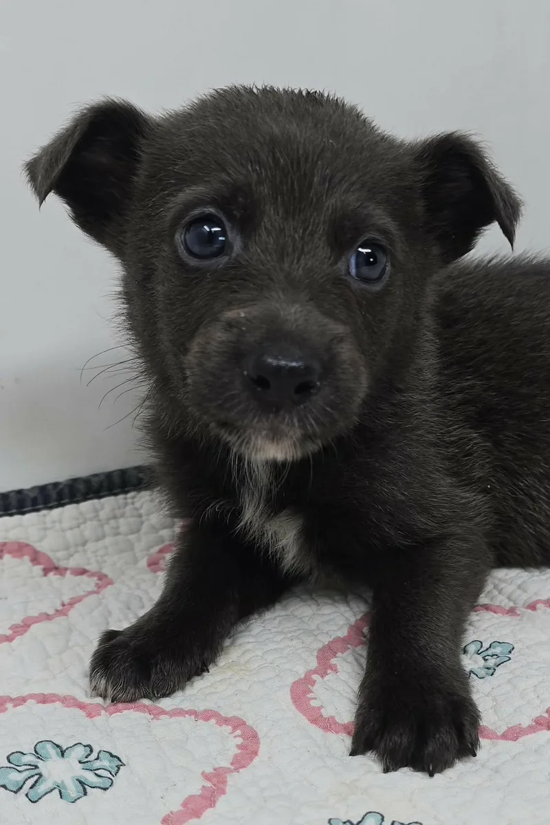 Gato Del Sol thumbnail 5