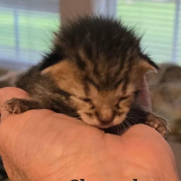 A baby small-sized female Black Domestic Short Hair cat named Cheeta for adoption in Fort Smith, AR