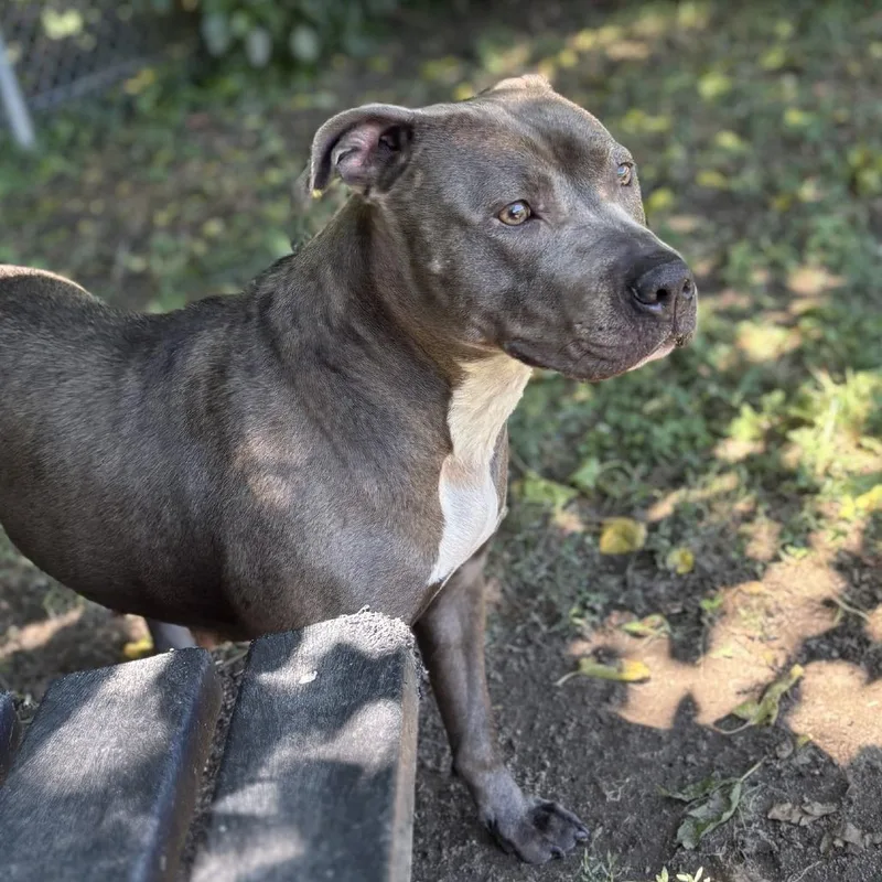An adult medium-sized female Gray / Blue / Silver Pit Bull Terrier dog named Barcelona "Barcee" for adoption in Ridgely, MD