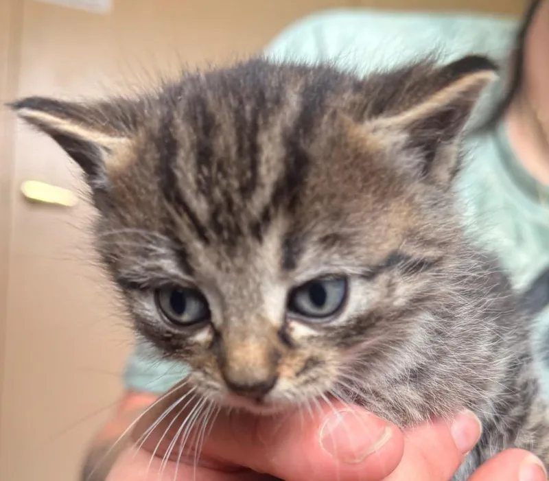 A baby small-sized male Domestic Short Hair cat named Nick for adoption in Burnsville, NC