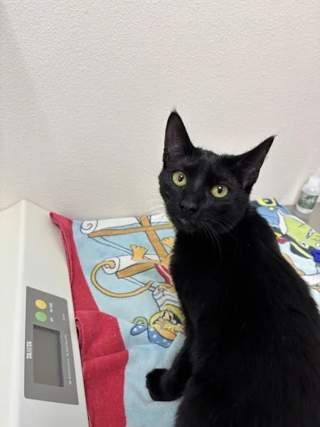 A baby small-sized male Domestic Short Hair cat named Jess for adoption in Sherwood, OR