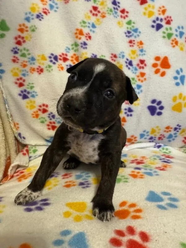 Herculesdisney thumbnail 4