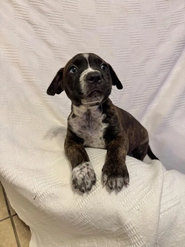 Herculesdisney thumbnail 5